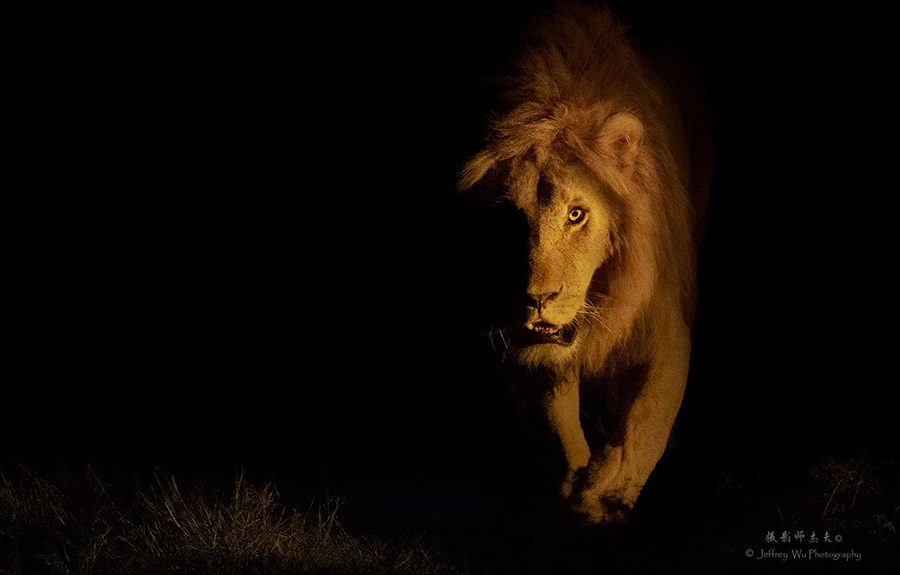 Big Cats Africa Safari Kenya Wildlife Night Photography