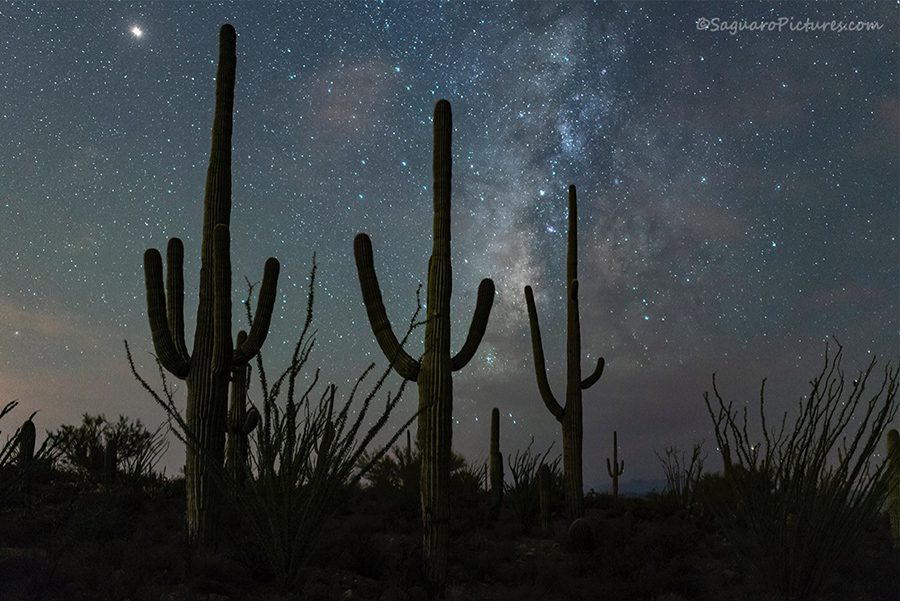 Saguaros and Milky Way