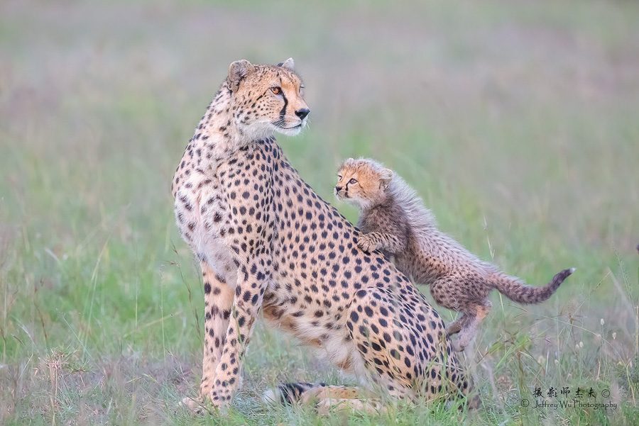 Kenya Wildlife Photo Safari Big Cats Africa