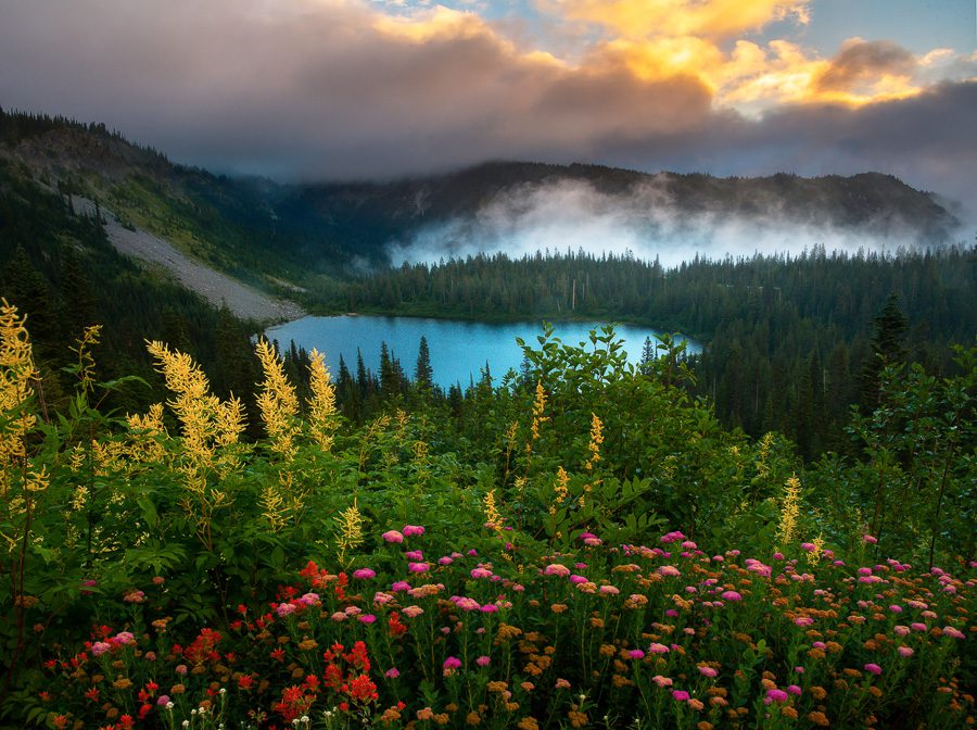 Rainier Wildflowers Kevin McNeal