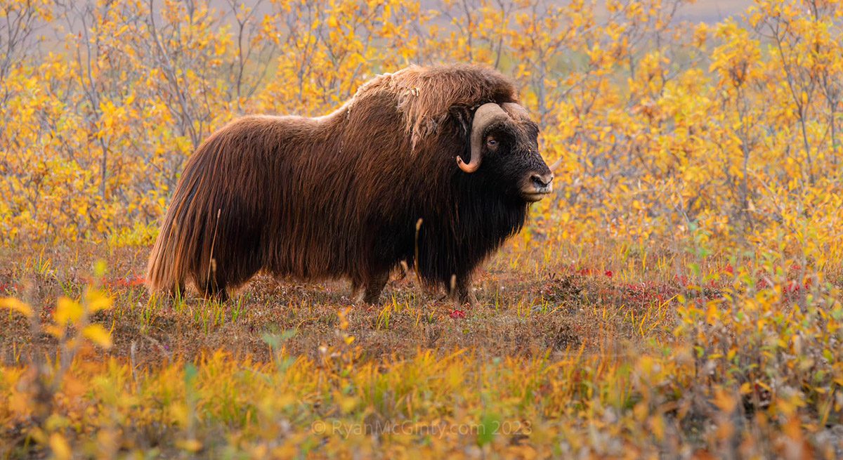 Arctic Landscapes and Wildlife Photo Workshop Alaska