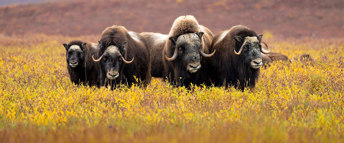 Musk Oxen