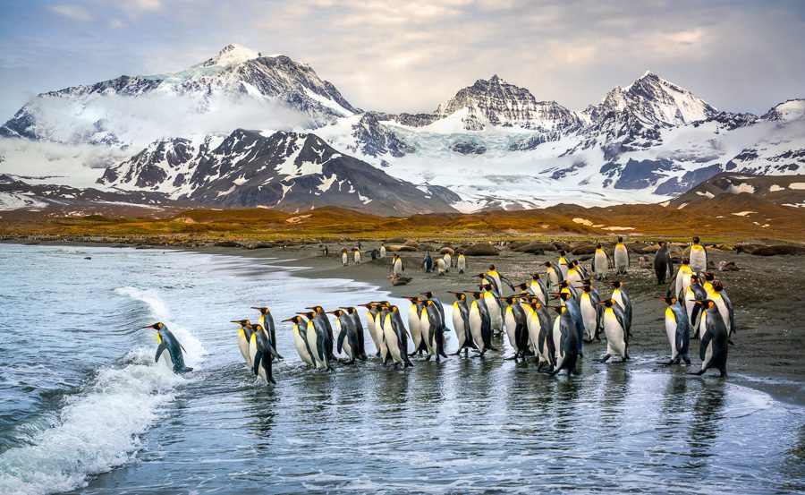 South Georgia King Penguins Antarctica