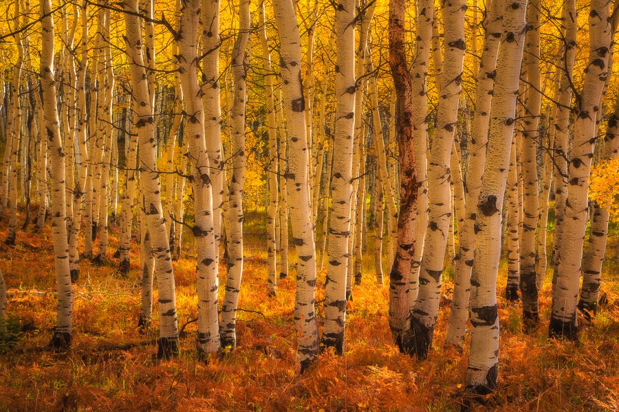 Northern Utah Fall Colors Photo Workshop Wasatch Uintas