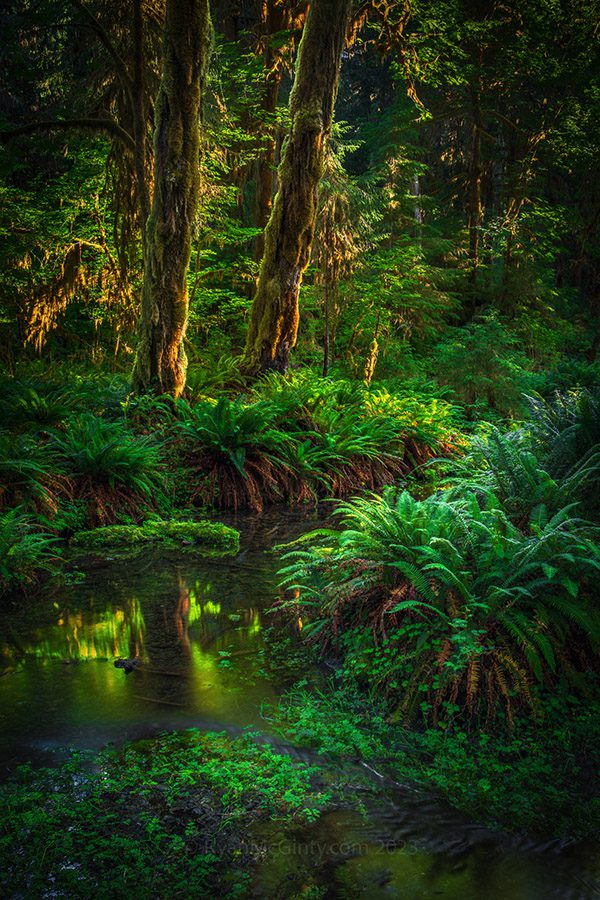 Olympic National Park Photo Workshop