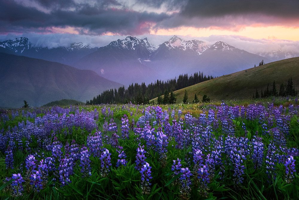 Olympic National Park Photo Workshop Wildflowers