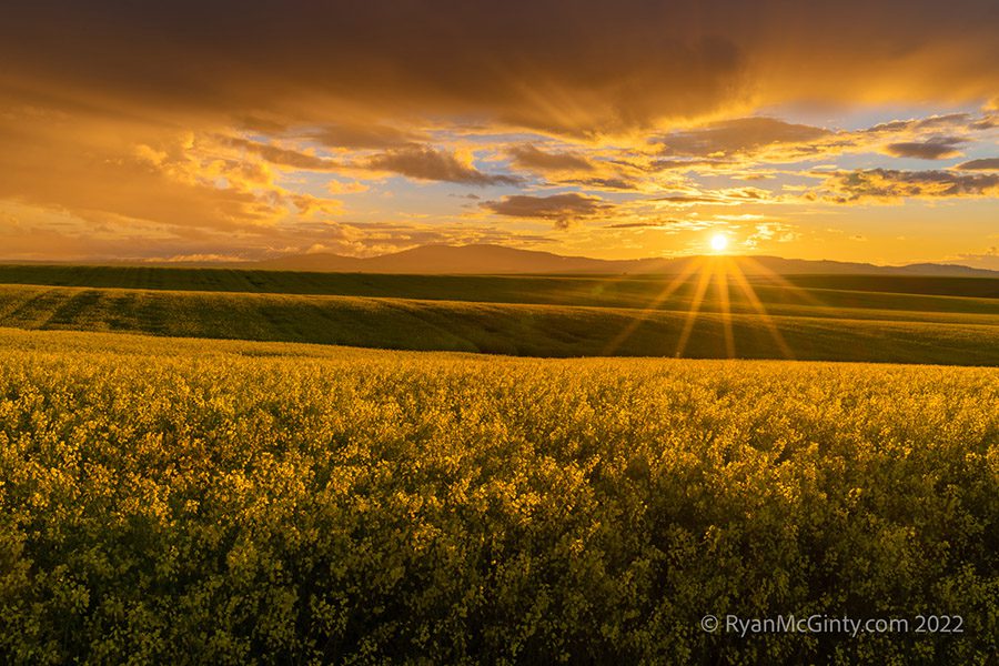 Palouse Photo Workshop Spring Canola Sunburst