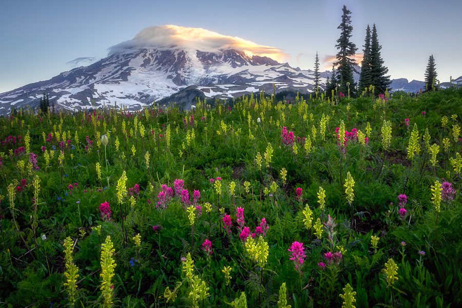 Forest Wildflowers - White - Mount Rainier National Park (U.S.