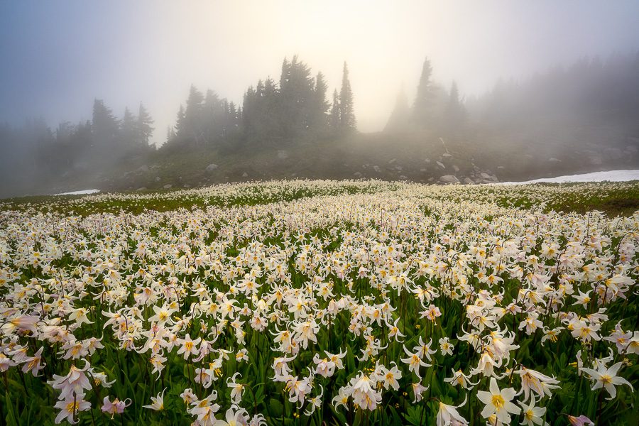Mt Rainier Wildflowers Photo Workshop