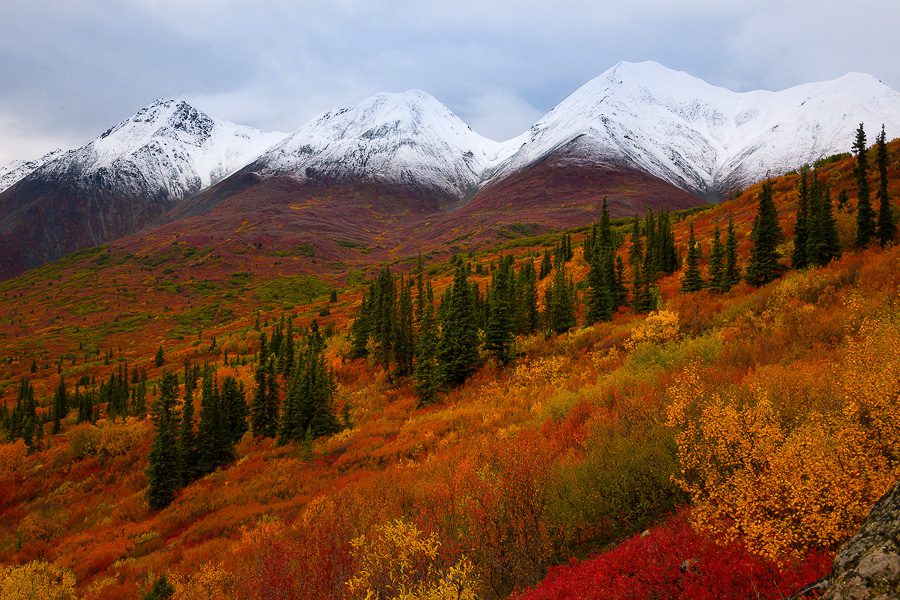 Images from around Cantwell in the state of Alaska during fall season