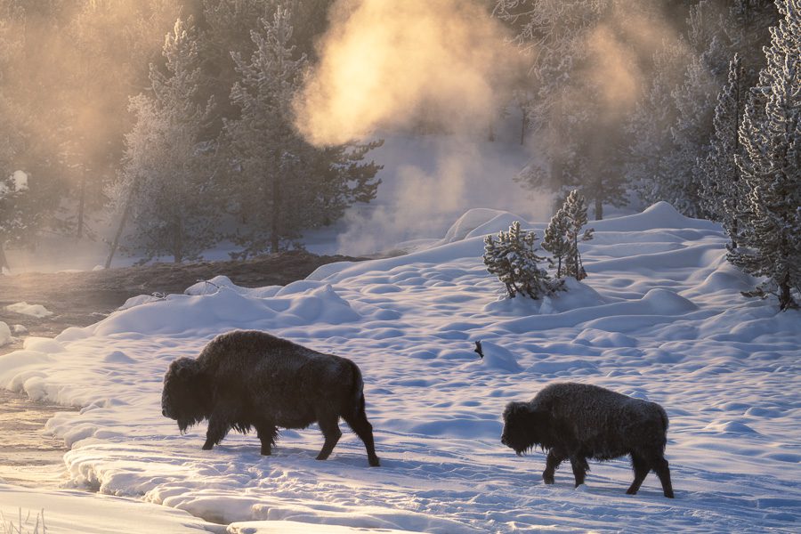 Yellowstone Winter Wildlife Photo Workshop