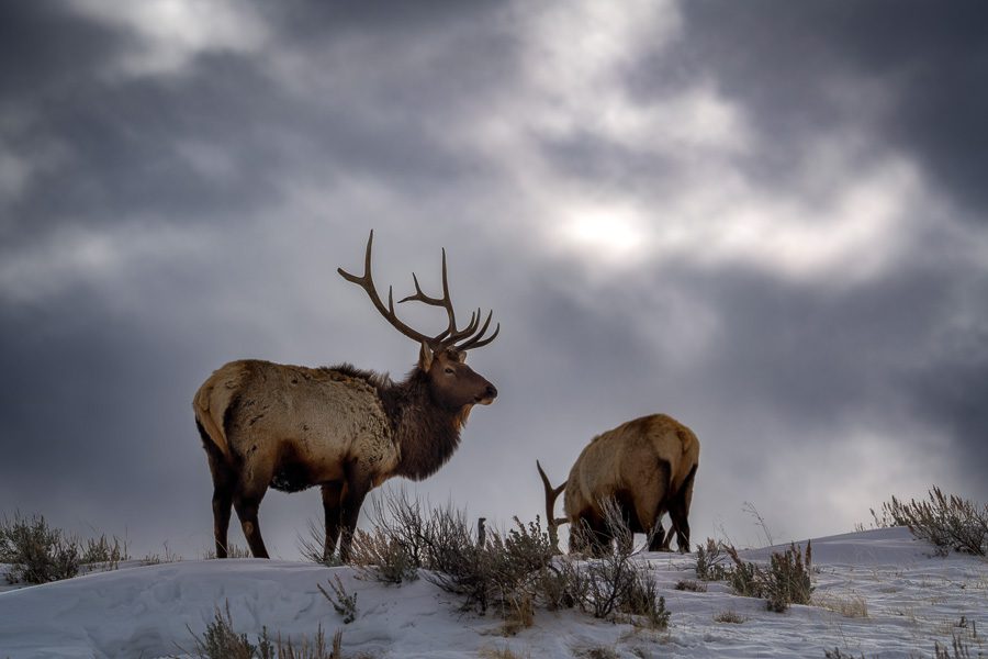 We had so many great wildlife moments on our Yellowstone Trips this year.  On this particular morning we got to spend a couple hours with a group of bull elk. I really liked the shots we got of them up on the ridge with the dramatic clouds and dappled light in the background.  I am excited to be one of the speakers at the upcoming Outsiders Photography Conference April 16-18.  My topic is on Wildlife Photography and I'll be sharing many of my best tips and tricks!  Tickets are still available to come in-person or virtually.  And the best part is, all sessions are recorded and you'll have access for one full year.  Send me a message if you'd like to learn more about the event.