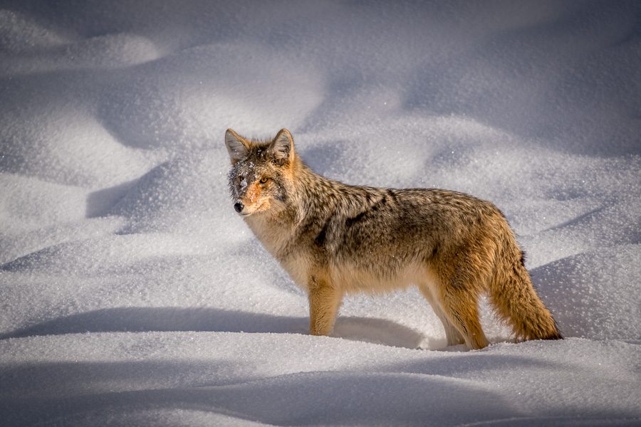 Coyotes are one of my favorites of Yellowstone's Winter wildlife, especially with their thick winter coats! Our workshop group got to photograph this coyote while he was "mousing".  That is when they dive into the snow hoping to catch a meal, which is why he has so much snow on his face. But I liked this shot the best from the series as he stands stoically looking for the whereabouts of his next meal.  An interesting fact - foxes are about 80% successful when they mouse in the snow, but coyotes are only about 20% successful.