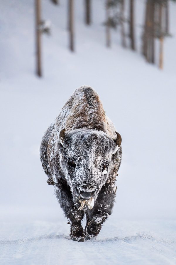 Yellowstone Winter Wildlife Photo Workshop