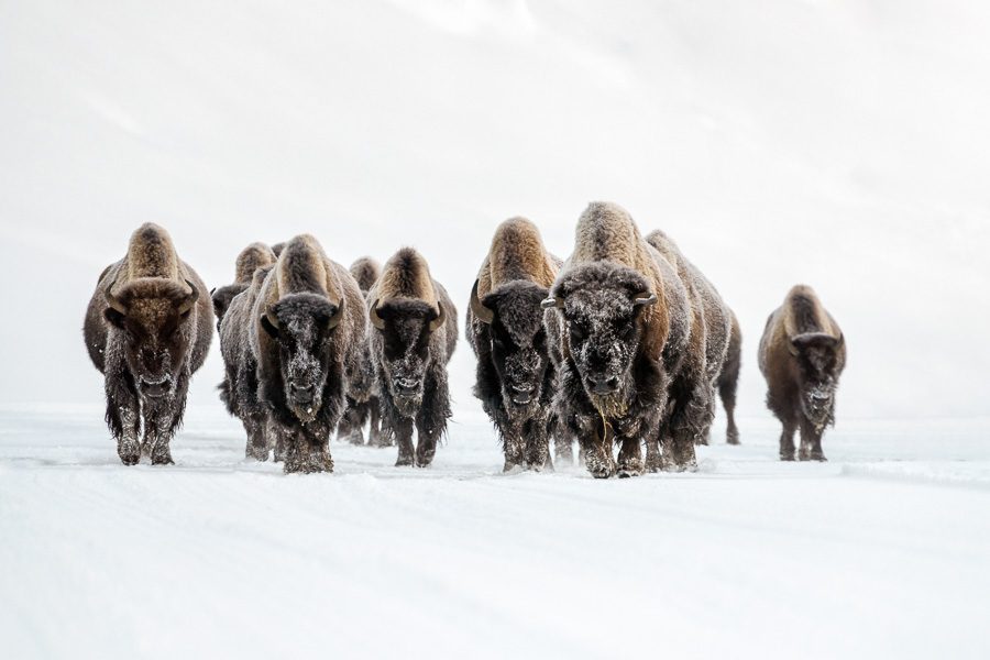 Yellowstone Winter Wildlife Photo Workshop-44