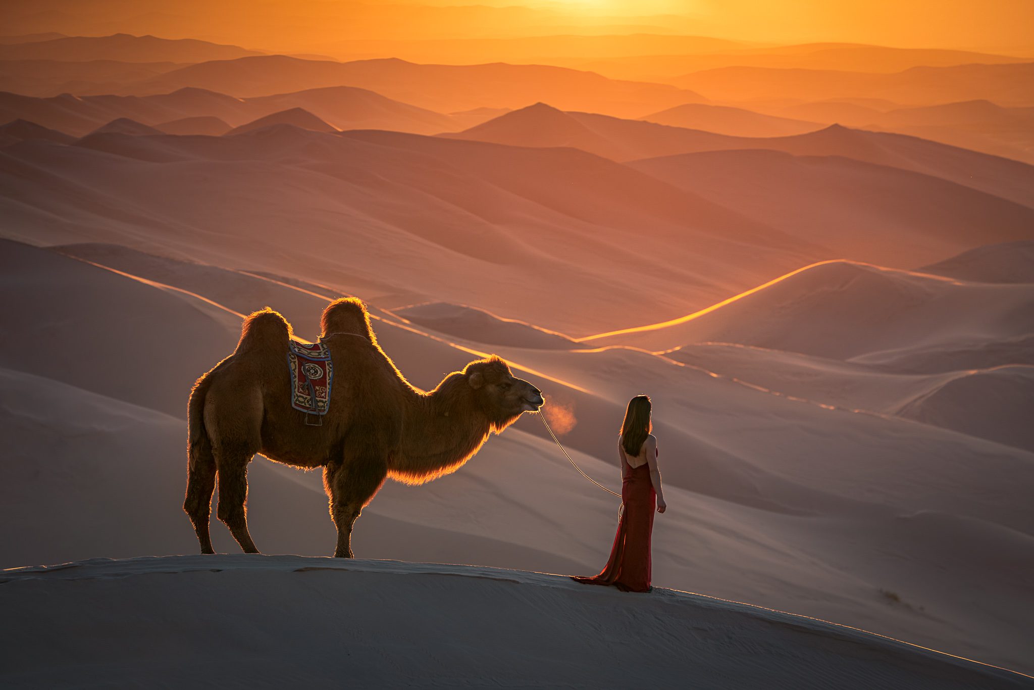 Горный караван. Верблюды пустыни Гоби Монголия. Верблюд в пустыне. Красивый верблюд. Караван в пустыне с людьми.