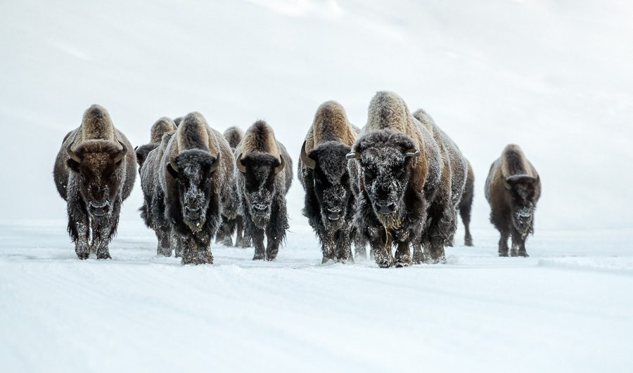 Yellowstone Bison Winter Photograhy Workshop