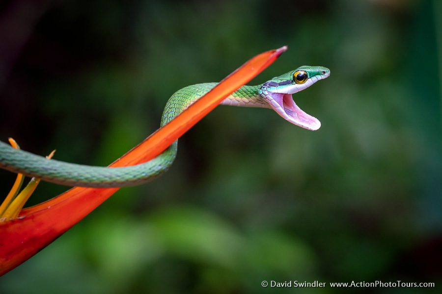 Costa Rica Photo Workshop Wildlife Parrot Snake