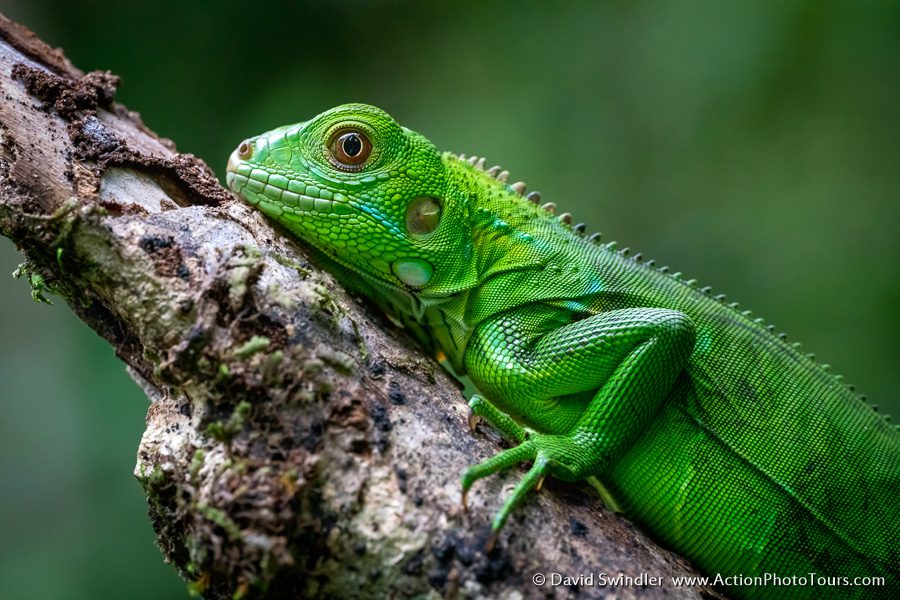 Costa Rica Wildlife Iguana