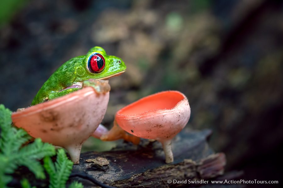 Costa Rica Photo Workshop Wildlife Tree Frog