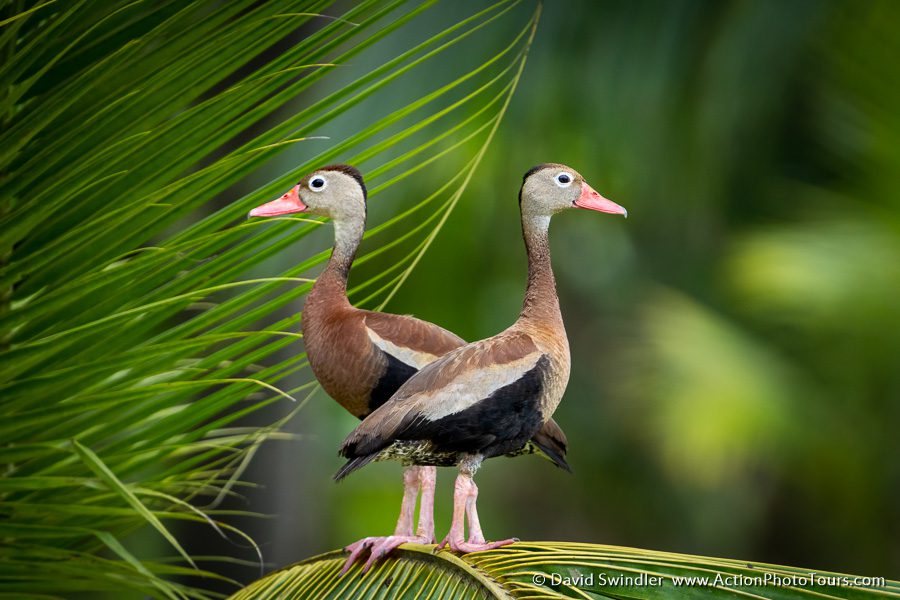 Costa Rica Photo Workshop Wildlife Ducks