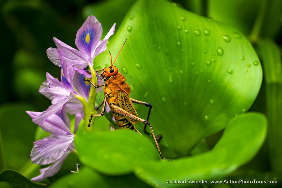 Costa Rica Photo Workshop Wildlife Locust