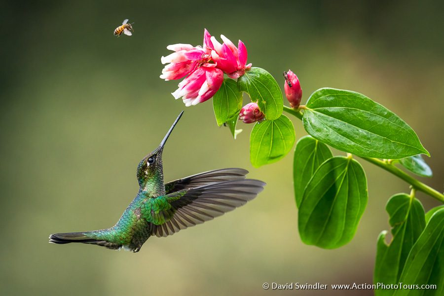 Costa Rica Wildlife Hummingbirds