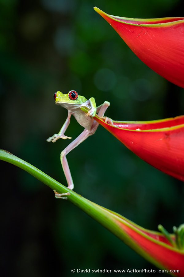Costa Rica Photo Workshop Wildlife Tree Frog