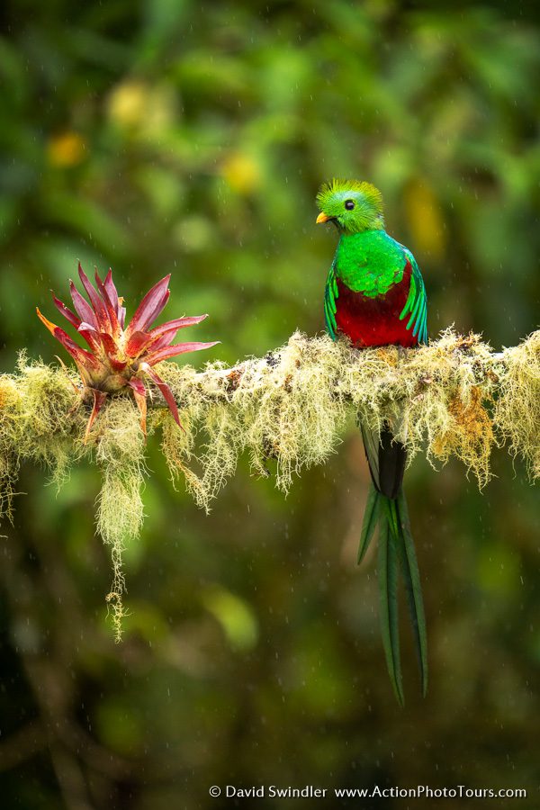 Costa Rica Wildlife Quetzal