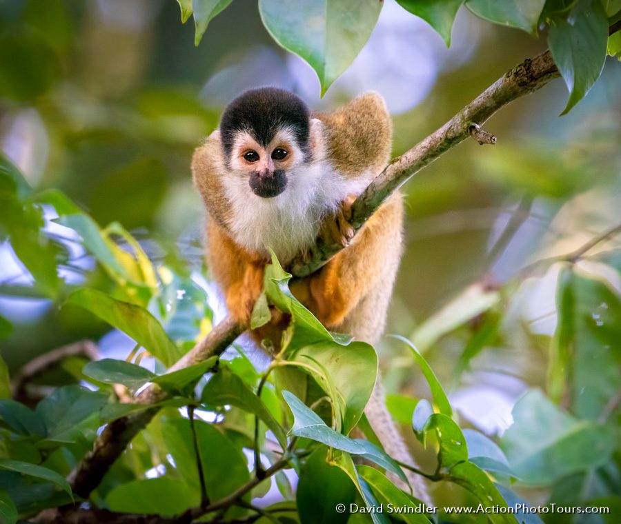 Costa Rica Photo Workshop Wildlife Squirrel Monkey