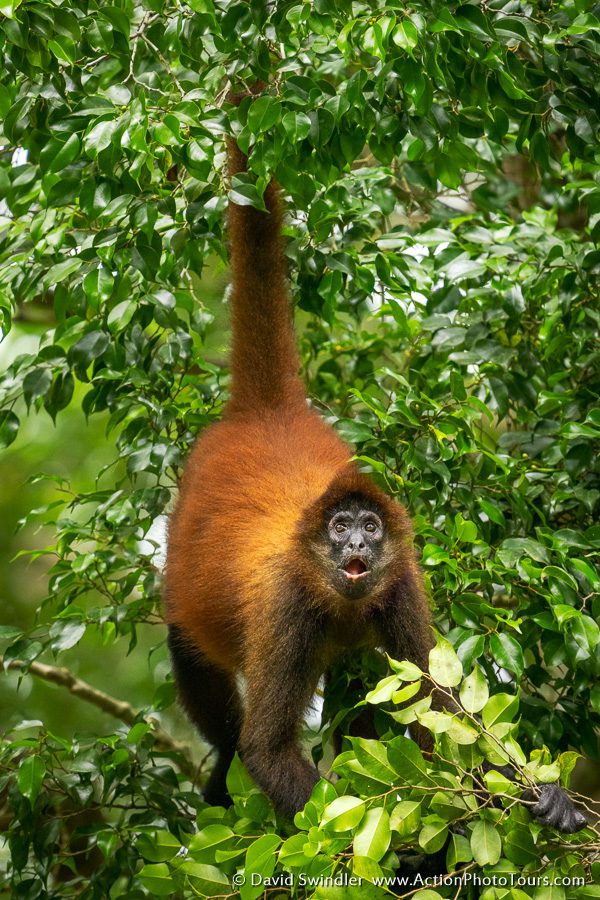 Costa Rica Wildlife Howler Monkeys