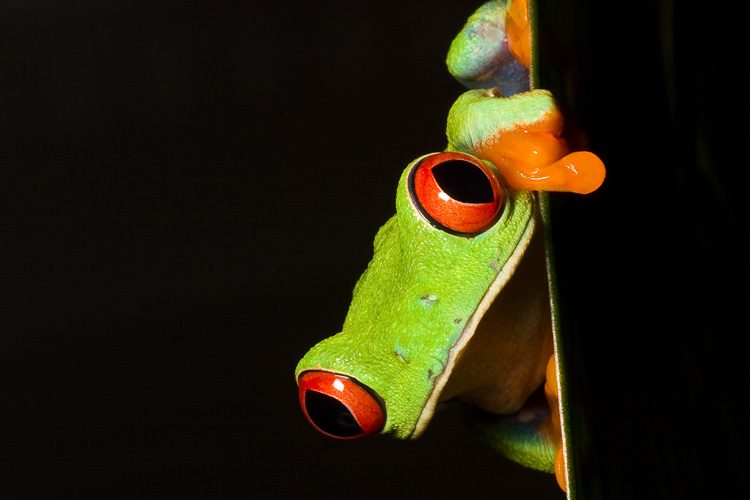 Costa Rica Wildlife Workshop Tree Frog