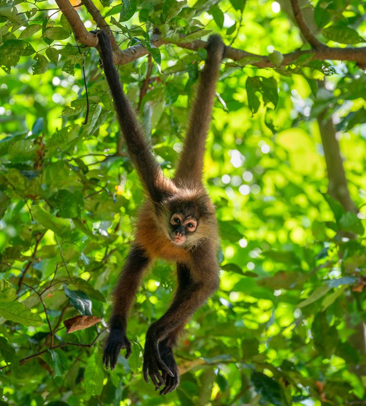 Hanging Monkey Costa Rica Wildlife