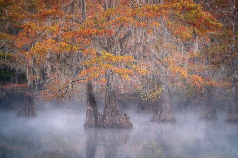 Caddo Lake Photo Workshop Fog Cypress Swamp