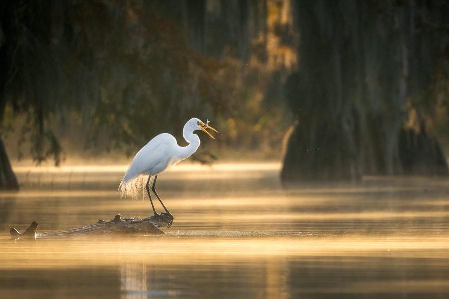  Cypress Swamp Photography, Caddo Lake Morning View with Egret  Photo Print, Texas Wall Art Home Decor, 8x10 to 24x36 : Handmade Products