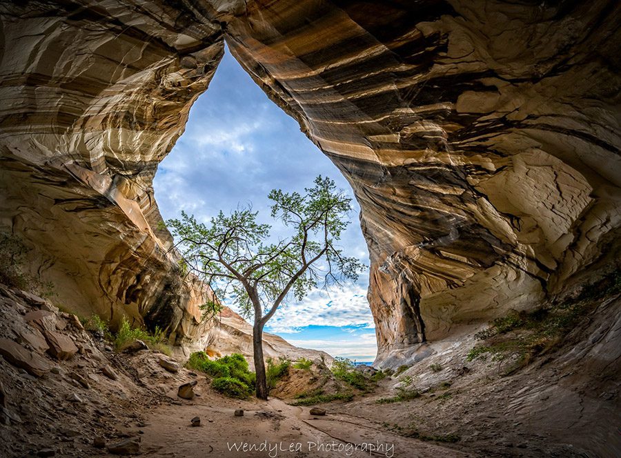 Tree Cave Wendy Casey