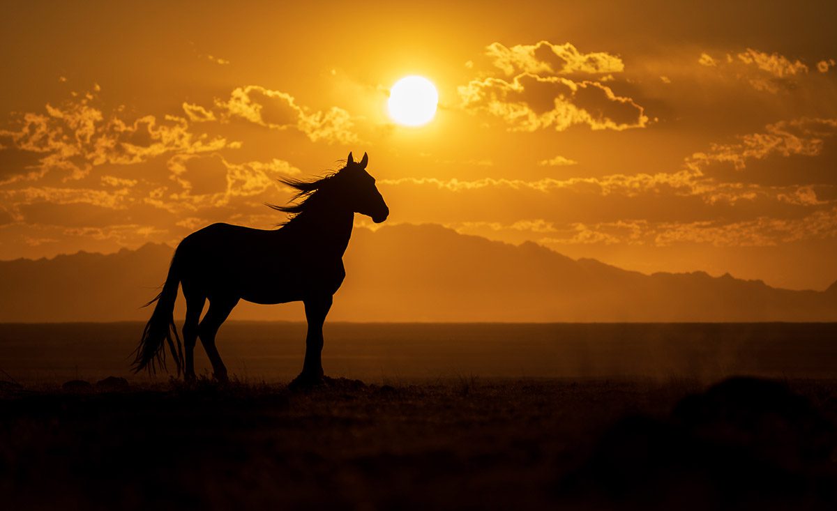 Wild Horses in Utah Photography Workshop Action Photo Tours Brian Clopp