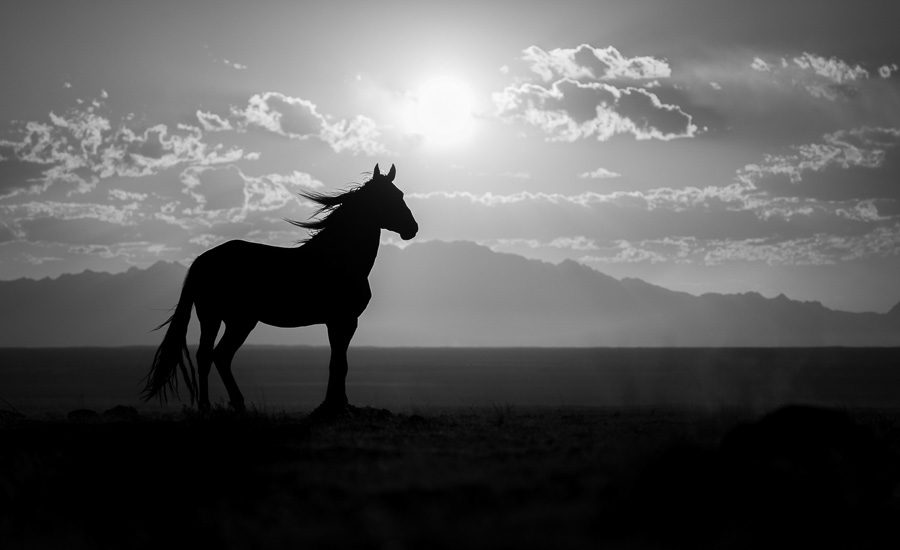 Wild Horses in Utah Photography Workshop Brian Clopp Action Photo Tours