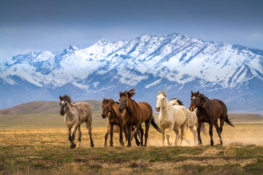 Wild Horse Photography Workshop Utah