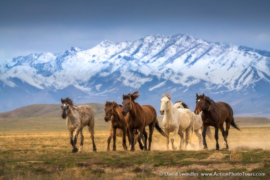 Wild Horses in Utah, Action Photo Tours