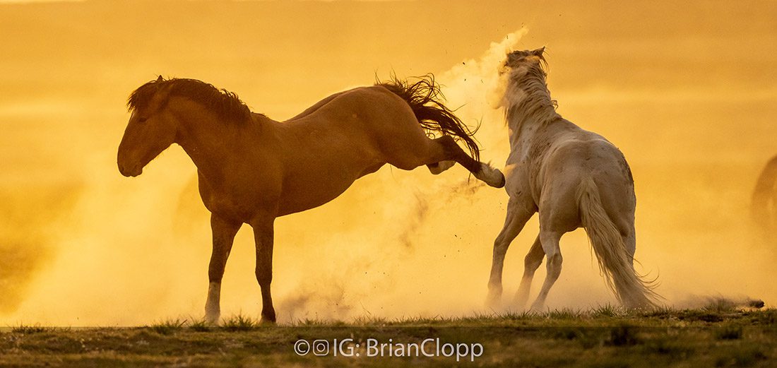 Utah Wild Hoses Photography Workshop Kick