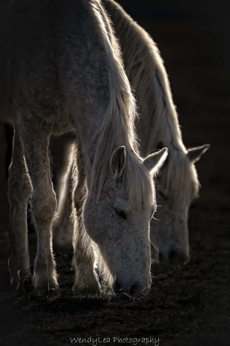 Wild Horses in Utah Photo Workshop Wild Horses in Utah Photo Workshop