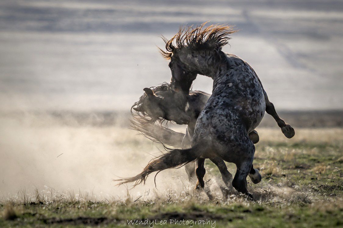 Wild Horses in Utah Photo Workshop Wild Horses in Utah Photo Workshop