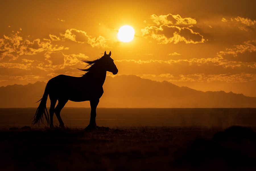 Wild Horses in Utah Photography Workshop West Desert Brian Clopp Action Photo Tours