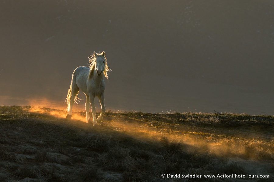 wild horses rearing at night