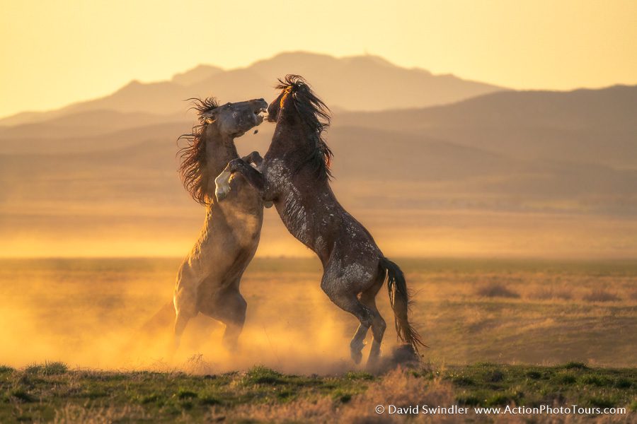 Wild Horses in Utah Photography Workshop