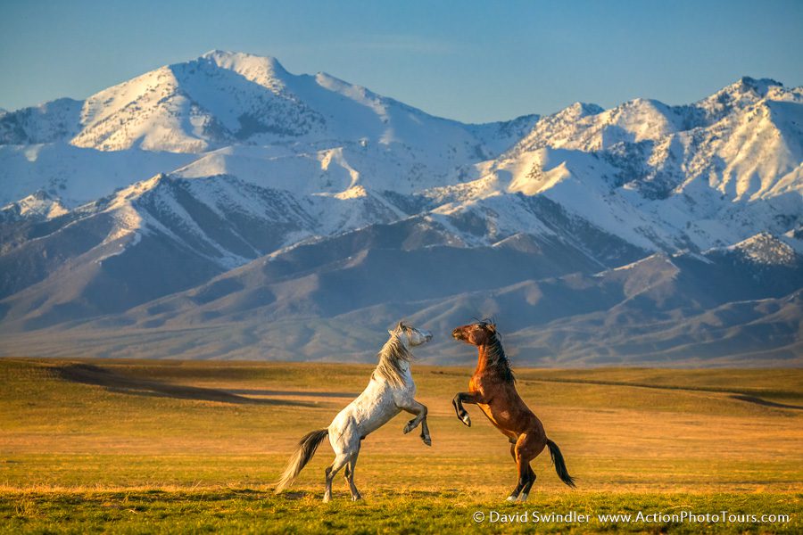 wild horses rearing at night