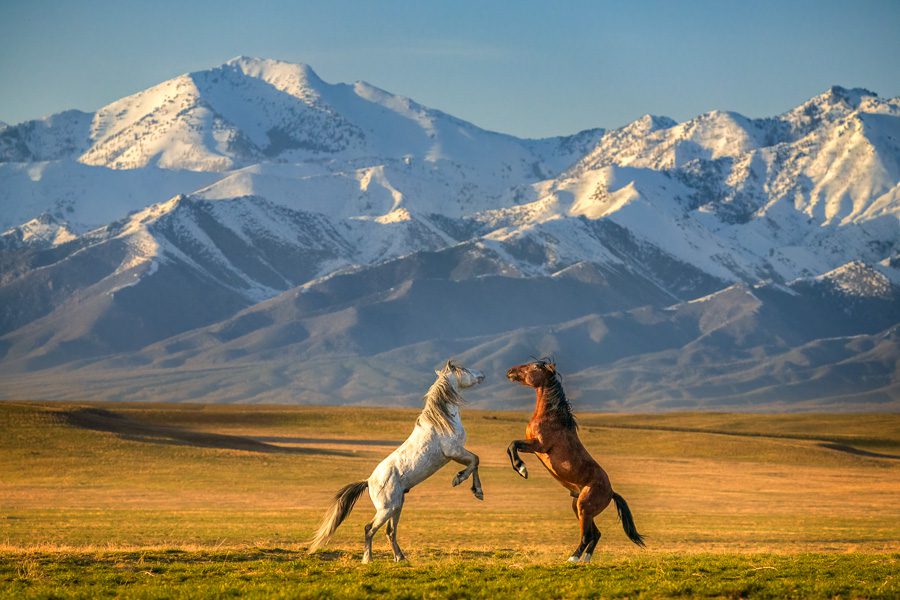Wild Horses in Utah Photo Workshop