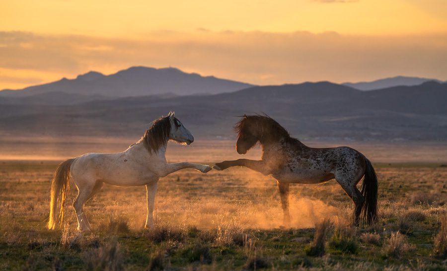 Wild Horses in Utah Photo Workshop