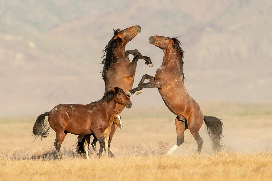 Wild Horses in Utah Photography Workshop Brian Clopp Action Photo Tours